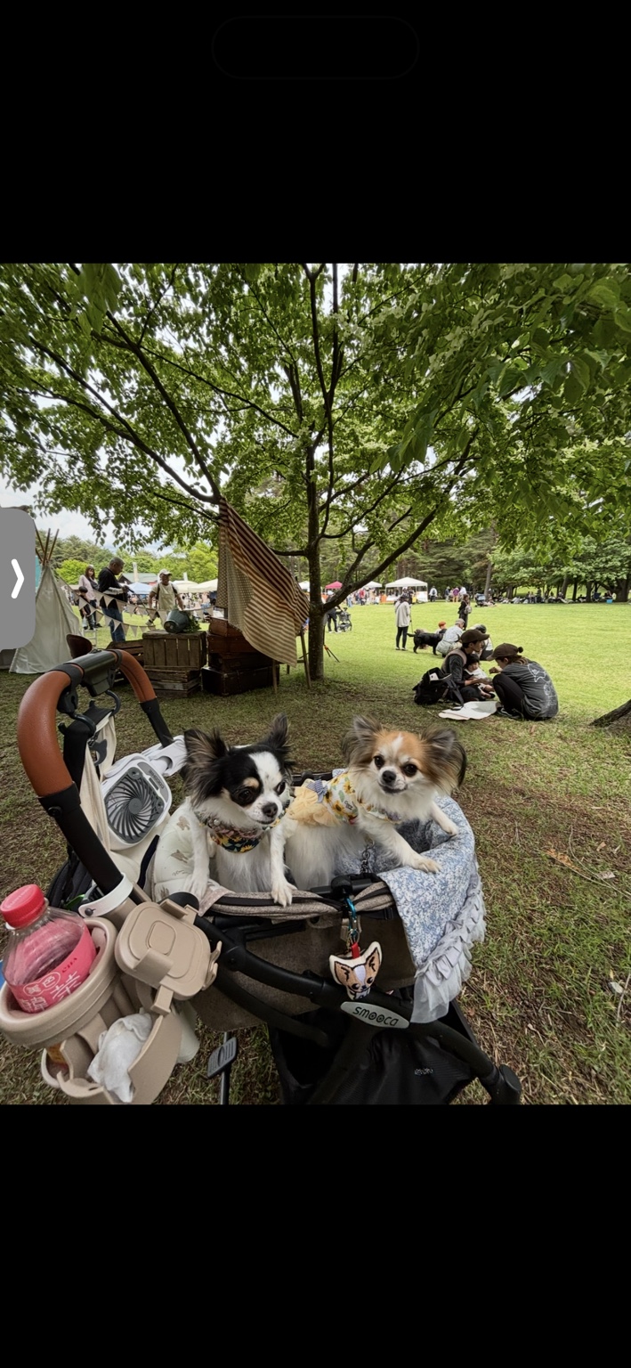 これまでのワンフェスの木陰で、犬用カートに乗ってくつろぐ2頭の犬。